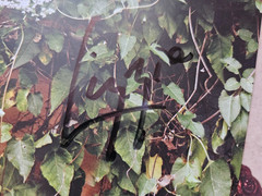 The Last Dinner Party – Prelude To Ecstasy & 10″ handsigned card. Smokey vinyl