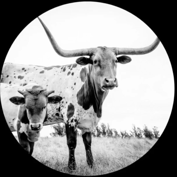 Mike Flanigin – West Texas Blues [Picture Disc] NEW Vinyl