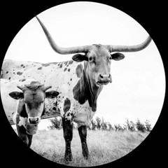 Mike Flanigin – West Texas Blues [Picture Disc] NEW Vinyl