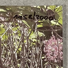 Nicole Dollanganger Natural Born Losers Deluxe Flower & Blood Vinyl 2LP Sealed