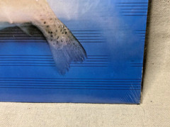 Sealed Vintage LP 1982 Schubert Forellenquintett (Trout Quintet) German Pressing